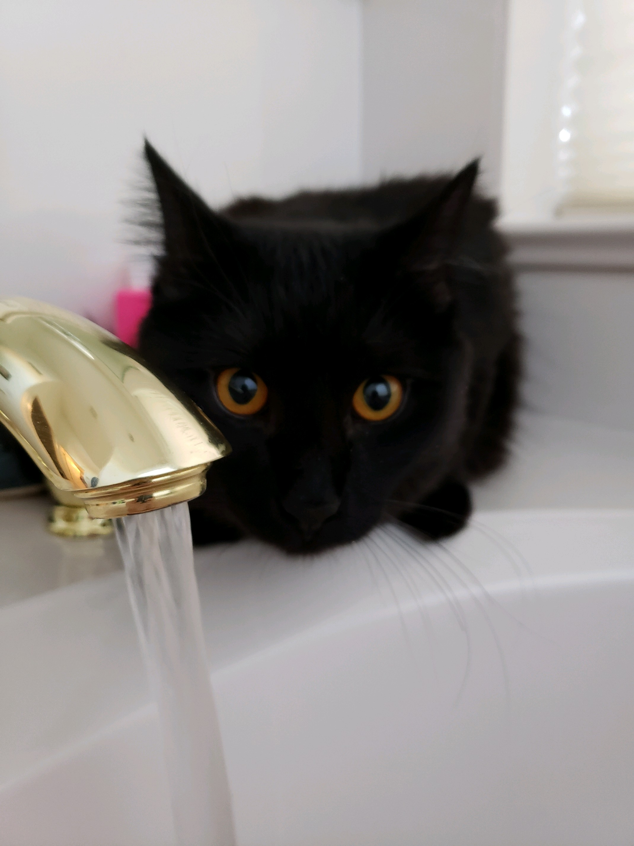 Black cat at a bathroom sink